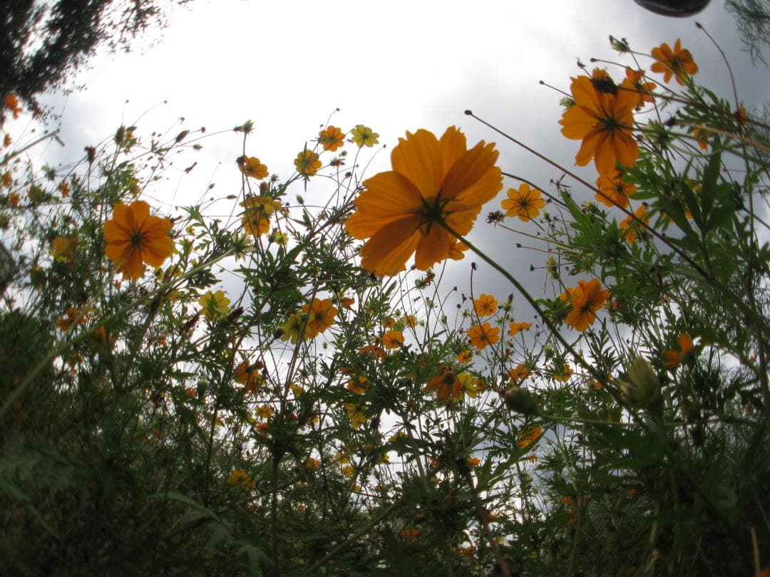 Canon PowerShot A590is + UWC-0195（超ワイド）