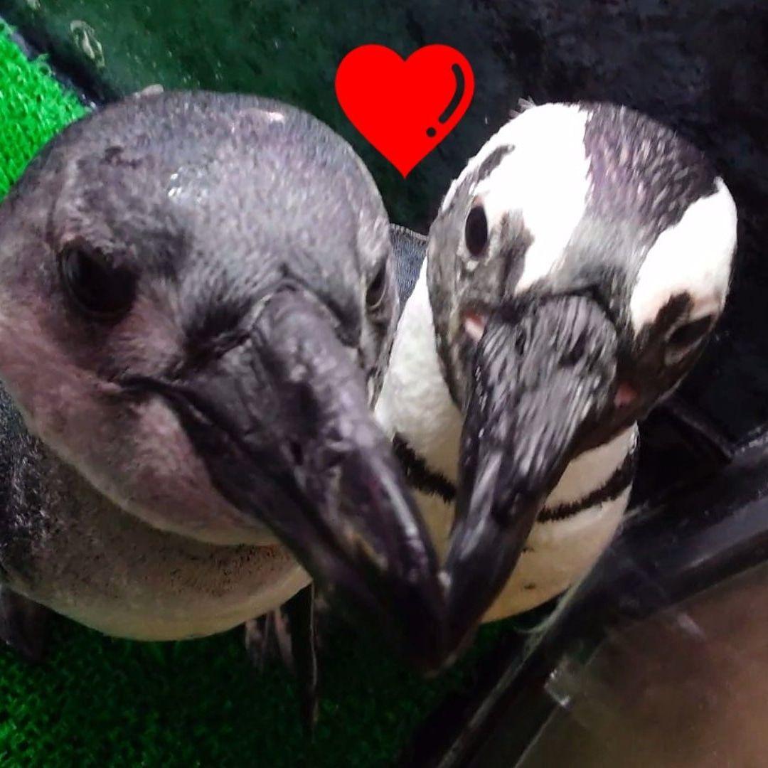 ケープペンギンの爪