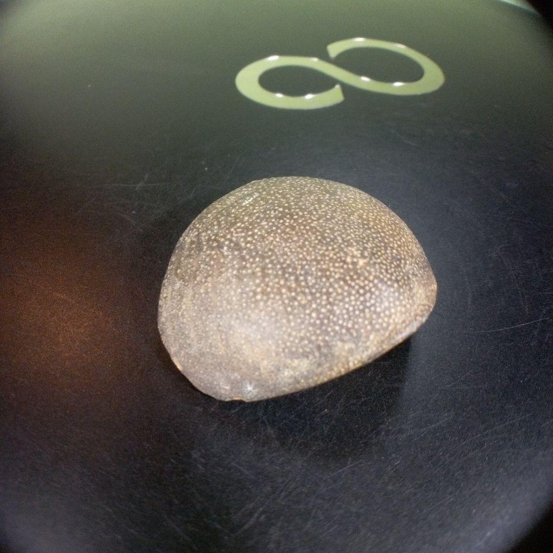 三葉虫　化石　fossil　海　ボリビア産　trilobite　レア　化石№⑧