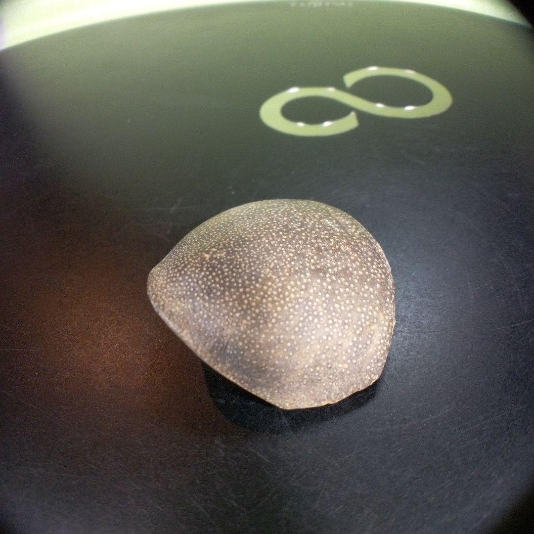 三葉虫　化石　fossil　海　ボリビア産　trilobite　レア　化石№⑧