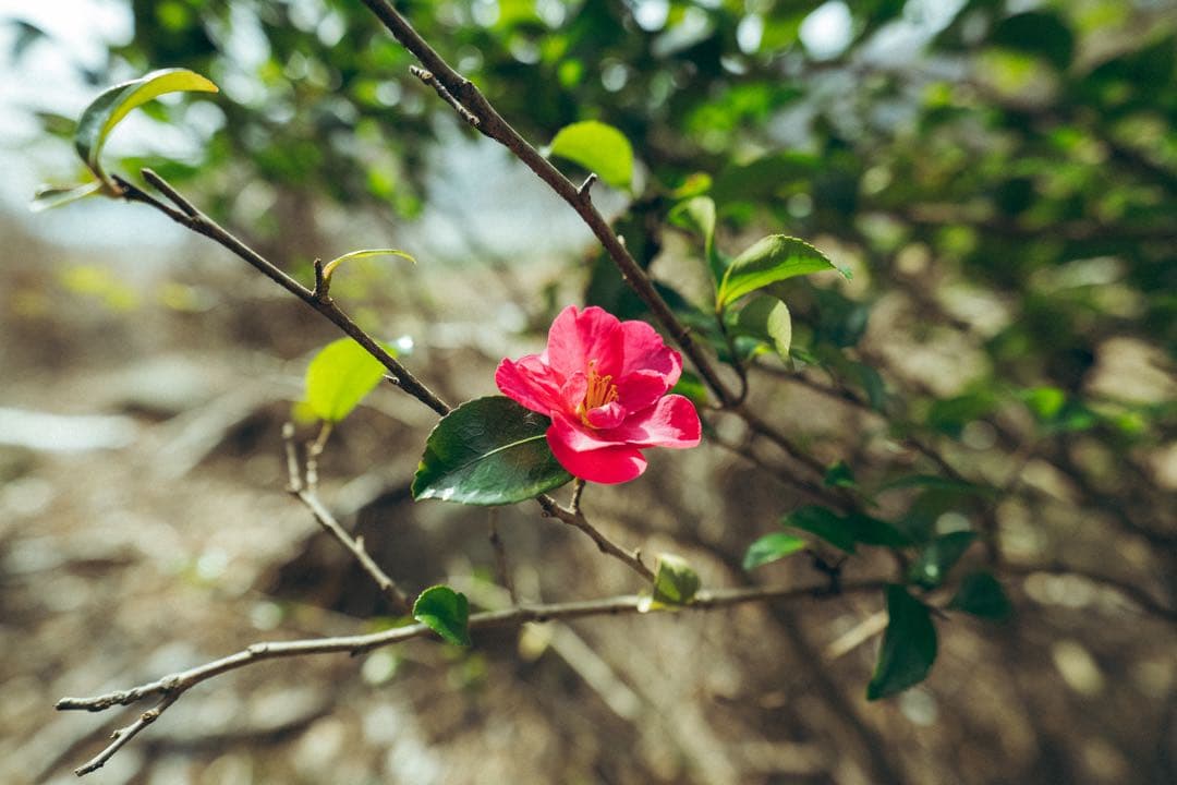 【作例あり】SIGMA Art 20mm F1.4 DG DN Lマウント