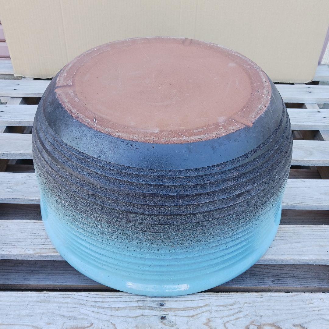 新品　∅51　陶器　睡蓮鉢　特大　難有　メダカ鉢　水色　ブルー　ルーバー　LWC
