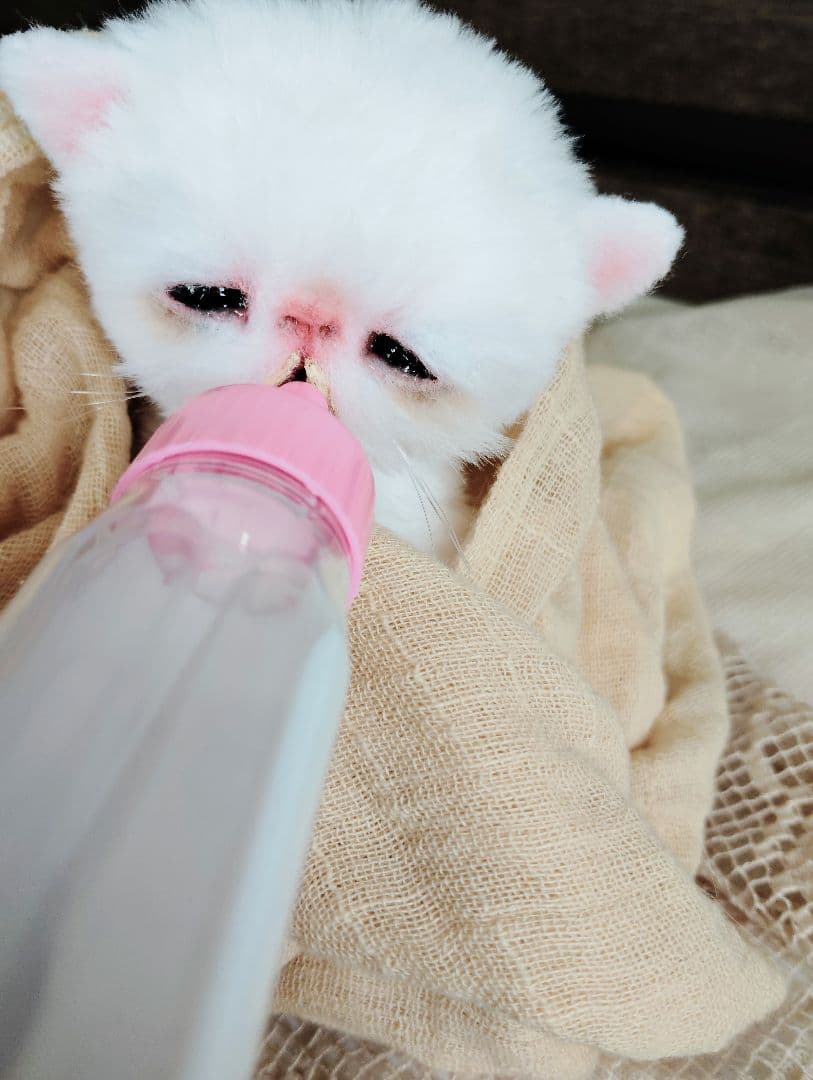 ママ〜ミルクちょうだい♡生後１０日♡赤ちゃん子猫♡アートドール♡ぬいぐるみ♡