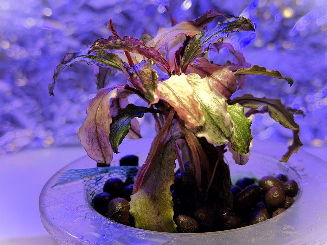 Bucephalandra spブセファランドラsp. ピンク・ヴァリエガータ